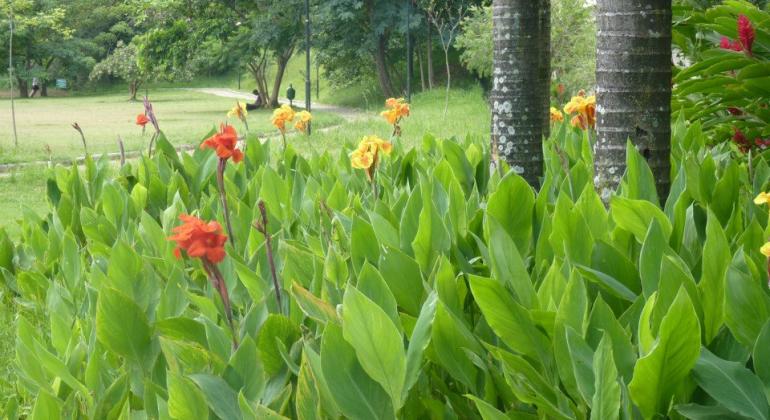 Flores amarelas e vermelhas com árvores e grama ao fundo, durante o dia. 