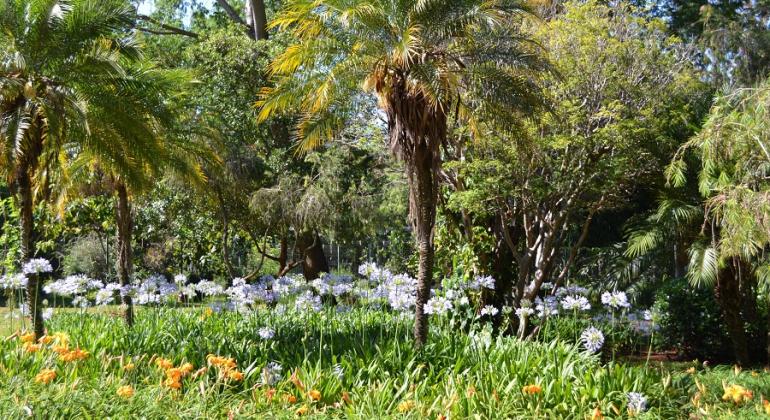 Muitas palmeiras e flores brancas e amarelas no Parque Ecológico da Pampulha, durante o dia. 