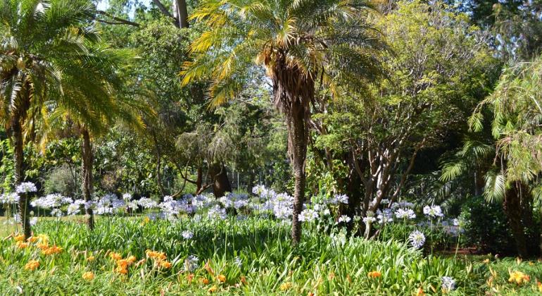Confira os principais eventos gratuitos que acontecem em BH neste fim de semana, entre os dias 10 e 11/8. Foto: Lidiane Sant'Ana/PBH Muitas palmeiras e flores brancas e amarelas no Parque Ecológico da Pampulha, durante o dia.