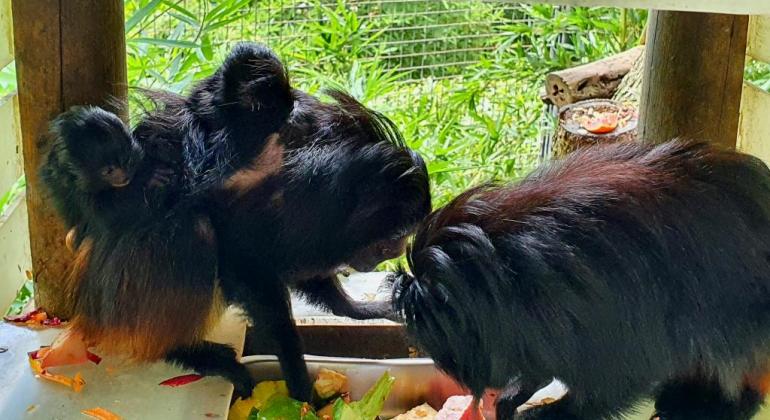 Zoológico de BH registra o nascimento de filhotes de mico-leão-preto Imagem de filhotes de mico-leão-preto comendo com seus pais