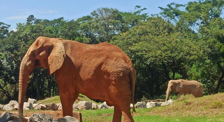 Zoológico completa 63 anos de histórias e responsabilidade ambiental Zoológico completa 63 anos de histórias e responsabilidade ambiental