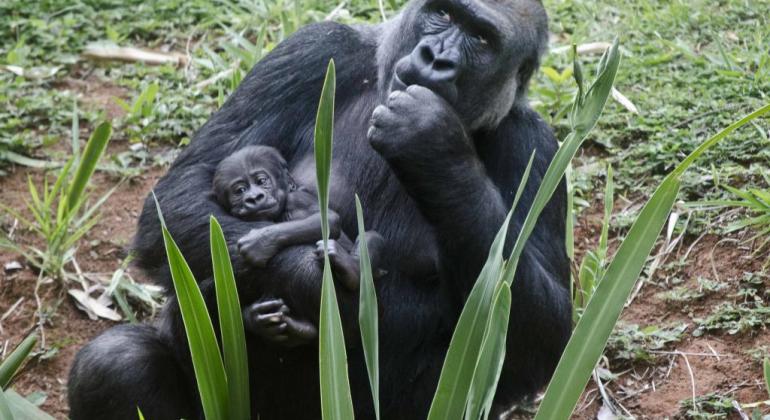 Gorila com o filhote no colo