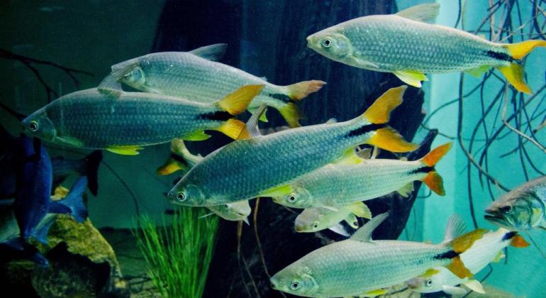 Aquário da Bacia do Rio São Francisco completa 10 anos com programação especial Peixes no aquário