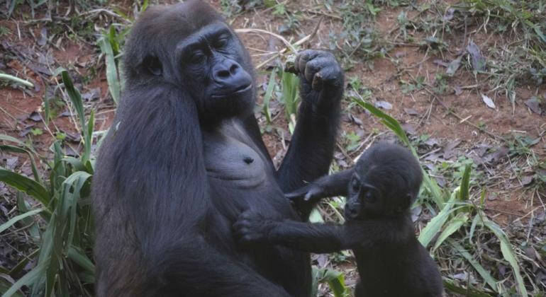 Mãe gorila com filhotinho, no zoológico. 