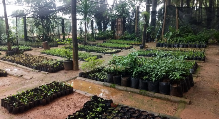 Parque Aggeo Pio Sobrinho irá receber novo paisagismo após período chuvoso Parque Aggeo Pio Sobrinho com mudas para novo paisagismo após o período chuvoso