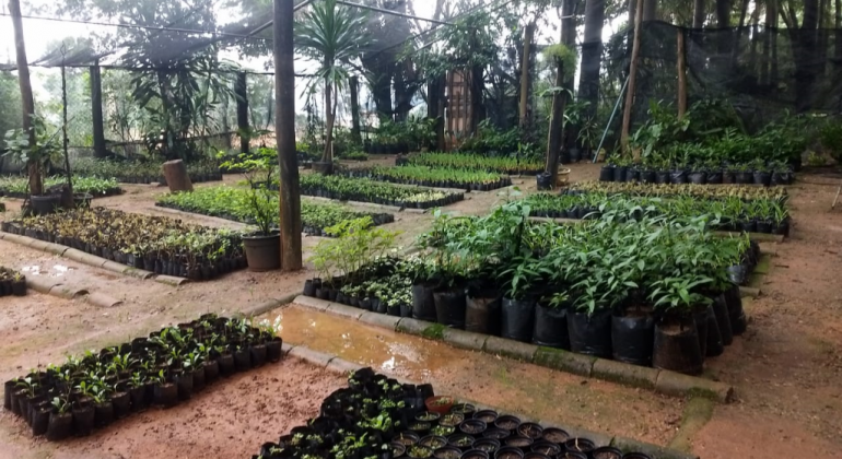 Parque Aggeo Pio Sobrinho com mudas para novo paisagismo após o período chuvoso