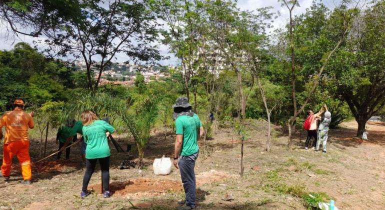 Parque no Castelo recebe nova etapa de plantio de muda em área destruída por incêndio