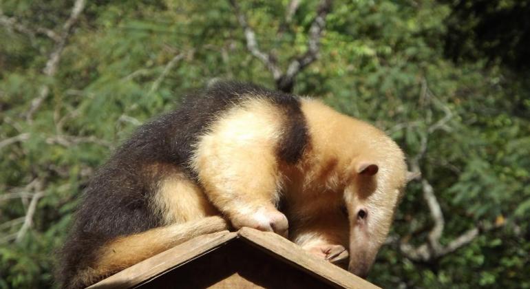 Visitas ao Jardim Zoológico de BH são liberadas sem agendamento Visitas ao Jardim Zoológico de BH são liberadas sem agendamento