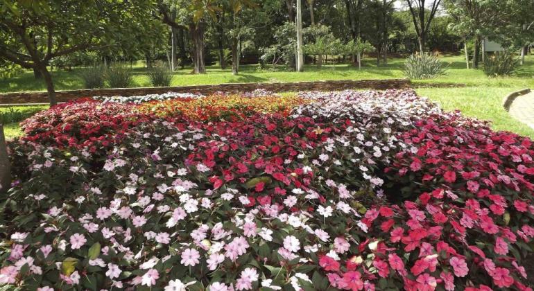 Flores nas cores rosa escuro, rosa claro e branco ocupam parte de Jardim Botânico. Ao fundo, vegetação verde durante o dia. 