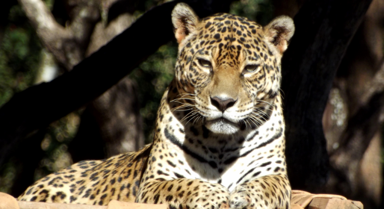 Zoológico de BH participa de programação de férias on-line e gratuita Onça no zoológico de Belo Horizonte