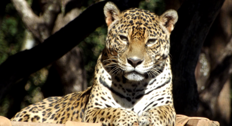 Onça no zoológico de Belo Horizonte 