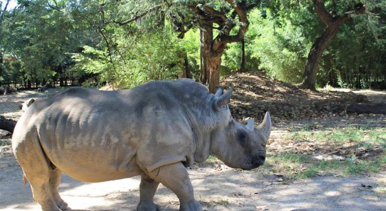 Rinoceronte do Zoo-BH completa 53 anos nesta quinta-feira