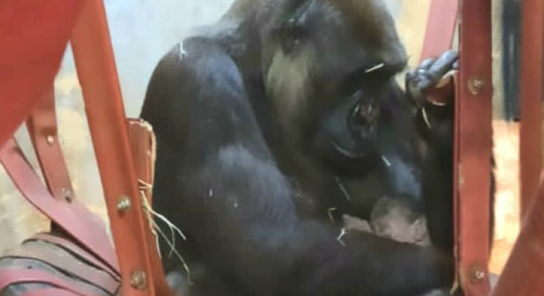 Zoológico de BH comemora o nascimento de mais um gorila Foto de gorila segurando o filhote