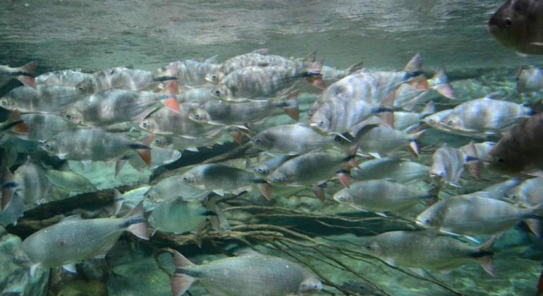 Peixes nadam em aquário da Fundação Zoobotânica