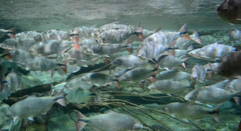 Fundação de Parques Municipais e Zoobotânica tem programação especial de férias Peixes nadam em aquário da Fundação Zoobotânica