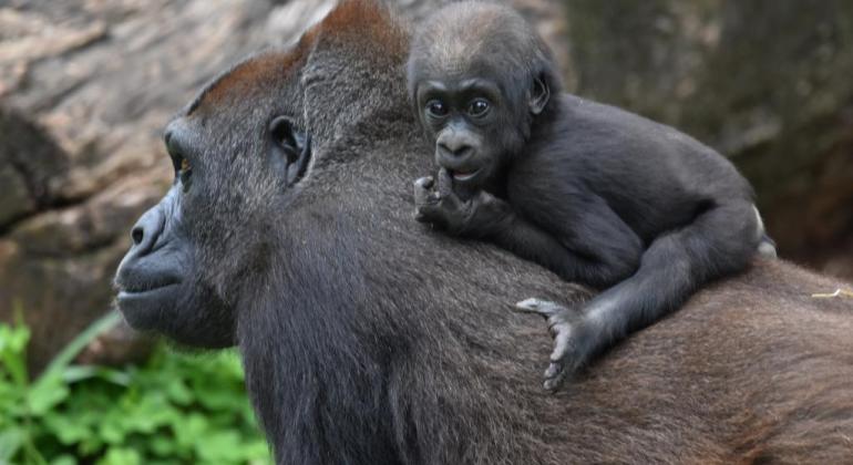 Anaya, caçula da família de gorilas do Zoo de BH