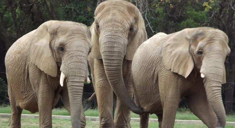 A partir de quinta, dia 17/1, os ingressos para acesso ao Zoológico, Aquário e Jardim Botânico de BH podem ser pagos com cartão de débito. Foto: Suziane Fonseca/PBH Três elefantes no Zoológico