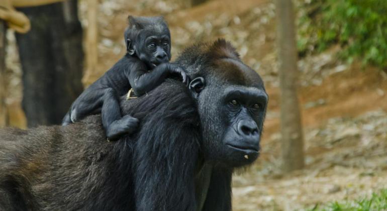 Gorila mãe e filha à frente de vegetação do Zoológico, durante o dia.
