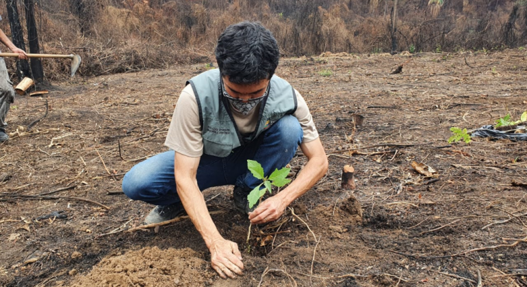 Parque no Bairro Castelo já recebeu plantio de mais de 780 novas árvores Equipe da PBH plantando árvore