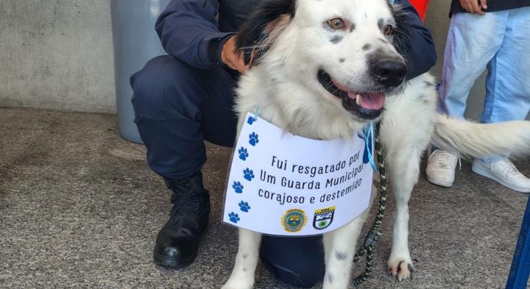 Cães resgatados pela Guarda Municipal podem ser adotados, neste sábado (17)