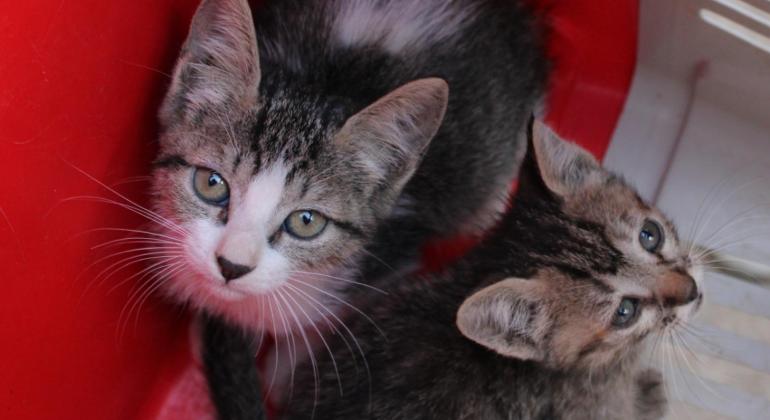 Adota BH oferece mais de 300 animais e busca ampliar a rede de guarda responsável