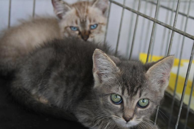 PBH promove Feira de Adoção de cães e gatos com votação de mascote do AdotaBH