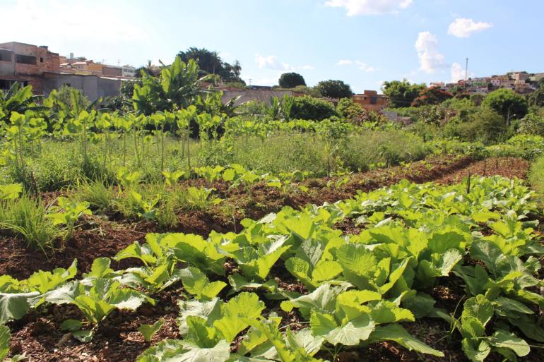 PBH inicia credenciamento de novas hortas comunitárias 
