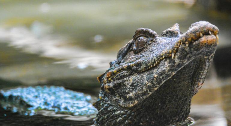 Zoológico de BH promove campanha de preservação dos jacarés Zoológico de BH promove campanha de preservação dos jacarés
