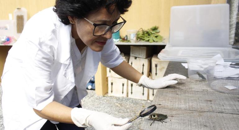 PBH avança na busca por controle da infestação de árvores pelo besouro metálico PBH avança na busca por controle da infestação de árvores pelo besouro metálico