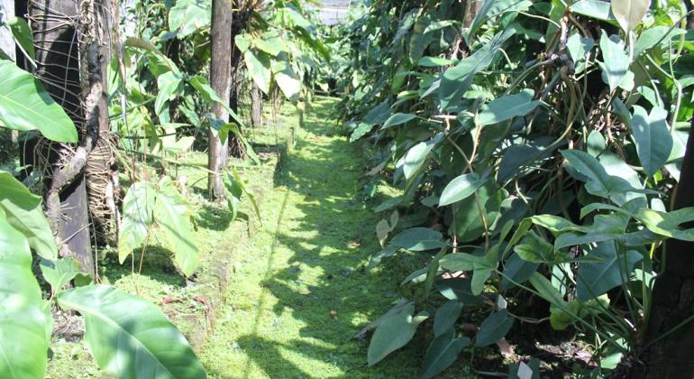  Dia da Mata Atlântica é comemorado na Zoobotânica de BH