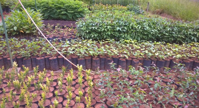 PBH economiza quase R$1 milhão para revegetação de áreas degradadas Mudas de plantas usadas para revegetação