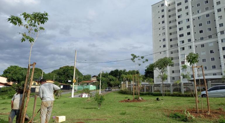 Dois homens plantando uma árvore