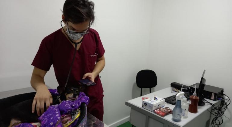 Hospital Público Veterinário de Belo Horizonte atenderá somente urgências e emergências Veterinário examina animal