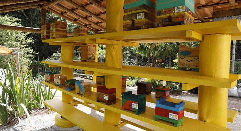 Meliponário Biofábrica mantém as abelhas tanto para polinização de plantas e árvores