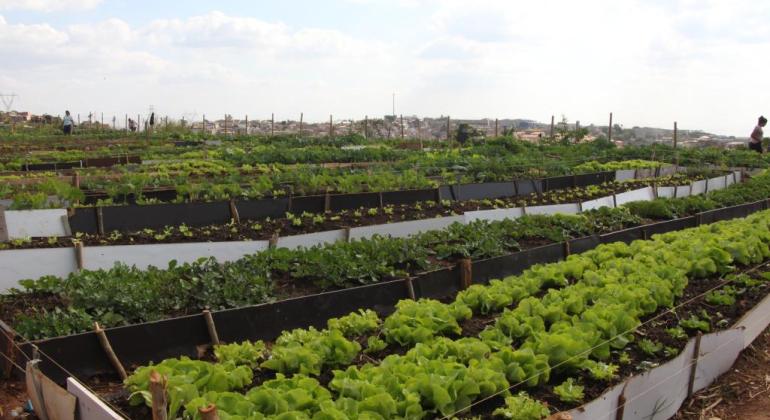 Prefeitura destina terrenos para produção de alimentos na capital