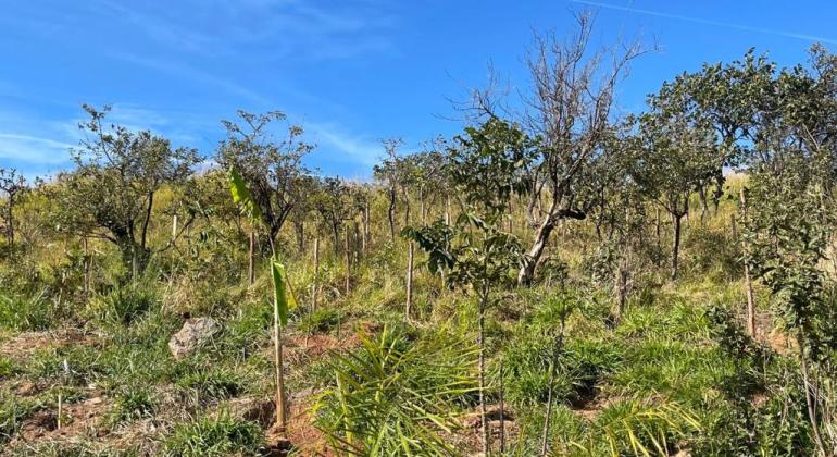 Belo Horizonte ganhará 7 mil novas árvores até o mês de abril Belo Horizonte ganhará 7 mil novas árvores até o mês de abril
