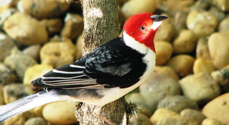 "Observação de Aves, Ciência Cidadã e Turismo Ecológico" é tema do próximo Ambiente em Foco Virtual "Observação de Aves, Ciência Cidadã e Turismo Ecológico" é tema do próximo Ambiente em Foco Virtual