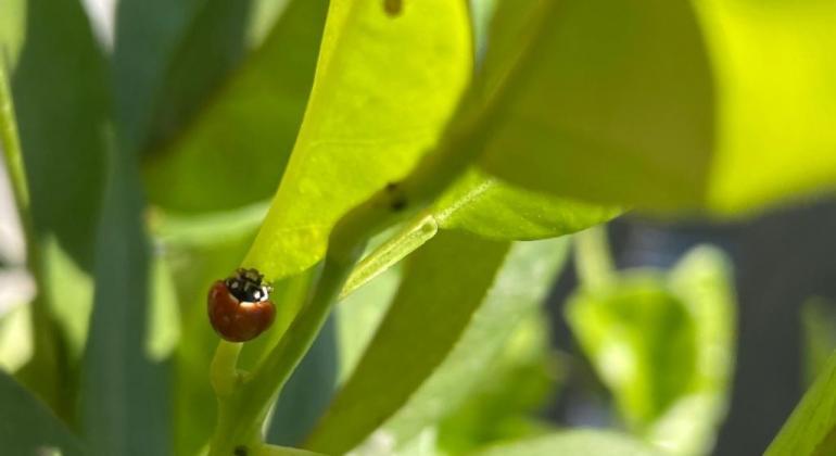 'Ambiente em Foco' celebra Semana do Meio Ambiente com palestras e workshops