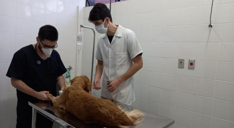 Veterinários atendem a um cachorro no Hospital Público Veterinário