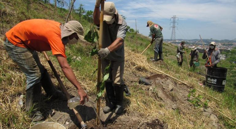 Plantação de mudas para novas florestas