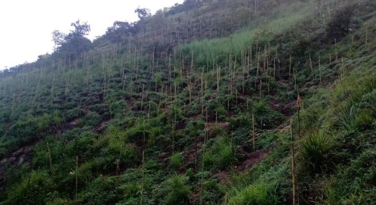 Projeto de recuperação de áreas verdes da PBH já plantou 30 mil novas árvores Projeto de recuperação de áreas verdes da PBH já plantou 30 mil novas árvores