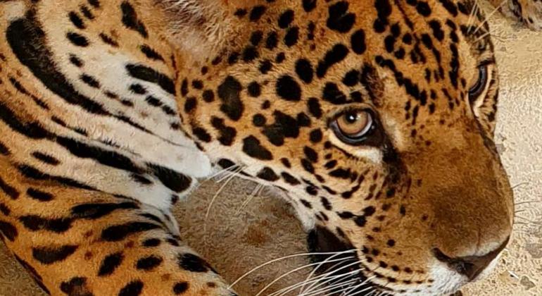 Zoo de Belo Horizonte ganha novo morador: a onça pintada Pytu A onça Pytu trazida para o Zoológico da capital