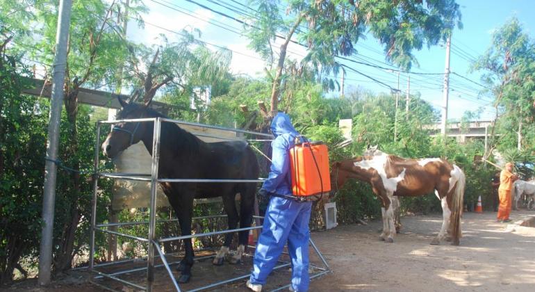 Cavalo cercado por barras de metal recebe líquido carrapaticida em seu torso por agente protegido, com macacão e touca azul. 