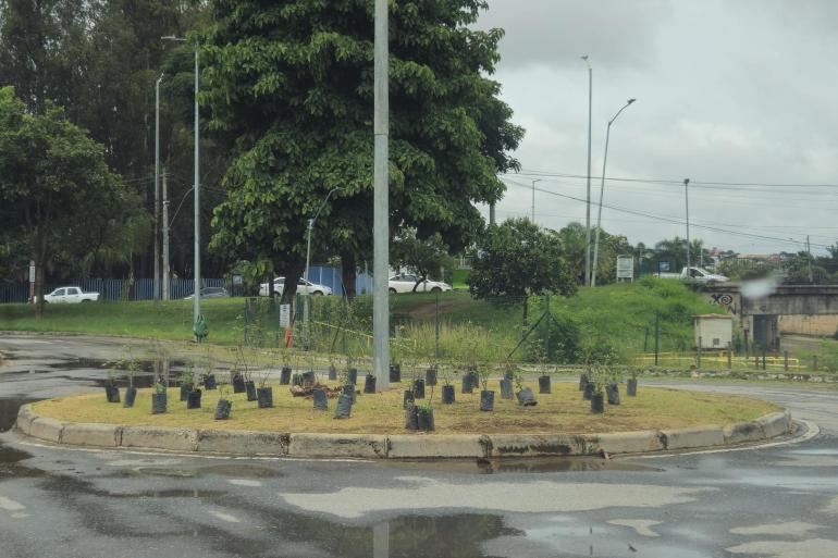 Parque da Pampulha recebe mais de 100 novas árvores