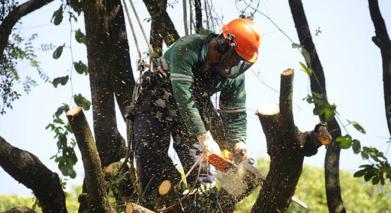 Profissional da PBH realizando poda de uma árvore com motosserra
