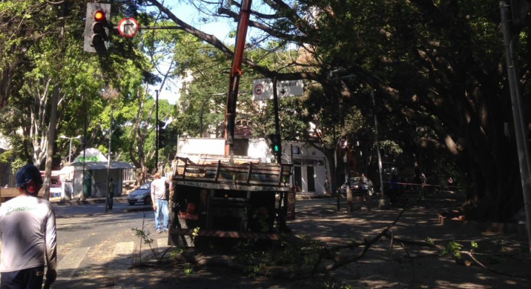 Na segunda, dia 16/9, a PBH inicia a supressão de 77 espécimes arbóreas no corpo do aterro da barragem Santa Lúcia, na região Centro-Sul. Foto: Divulgação PBH Caminhão de poda atua em árvores da avenida Bernardo Monteiro. Foto ilustrativa.