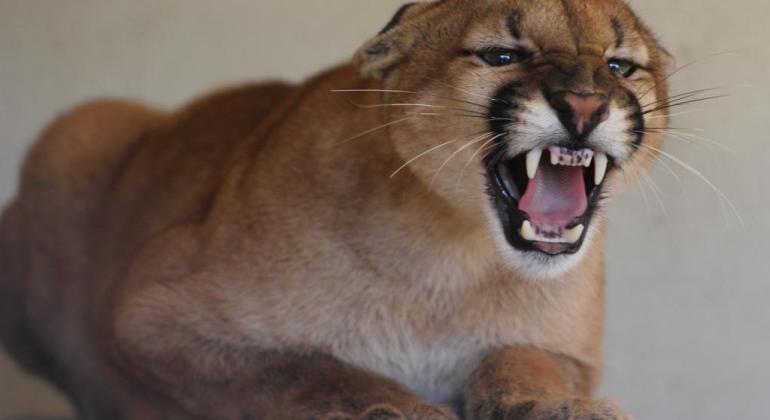 Após êxito em tratamento feito no Zoo de BH, onça parda volta à natureza