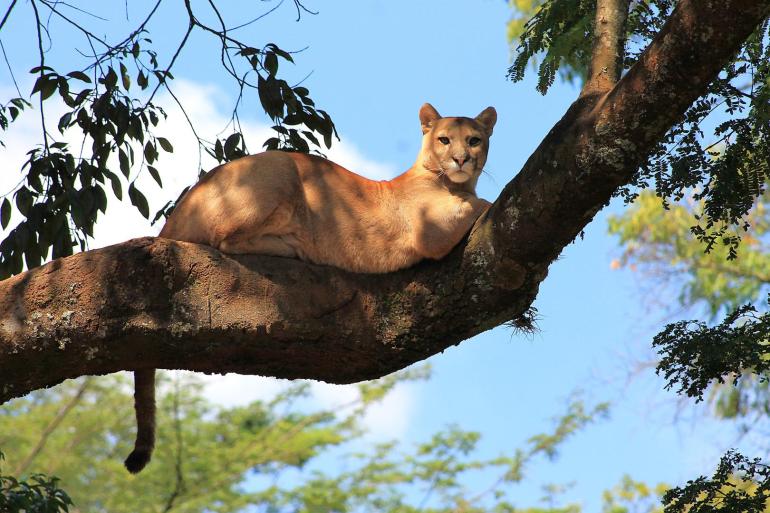 Onça-parda repousando sobre o galho de uma árvore, em meio à vegetação, com o céu azul ao fundo.