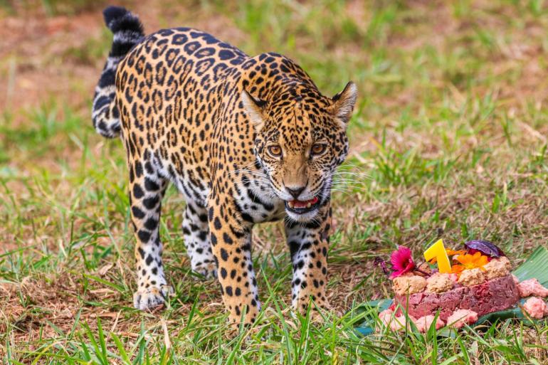 Zoológico de BH realiza programação educativa especial neste fim de semana