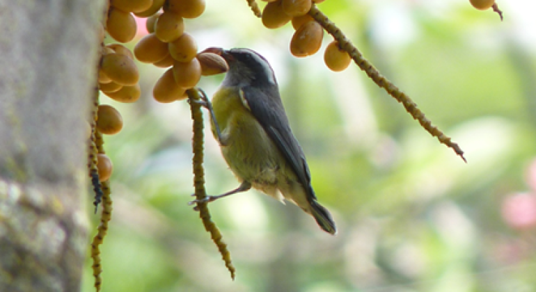 Parque Municipal terá observação de aves neste sábado (13)